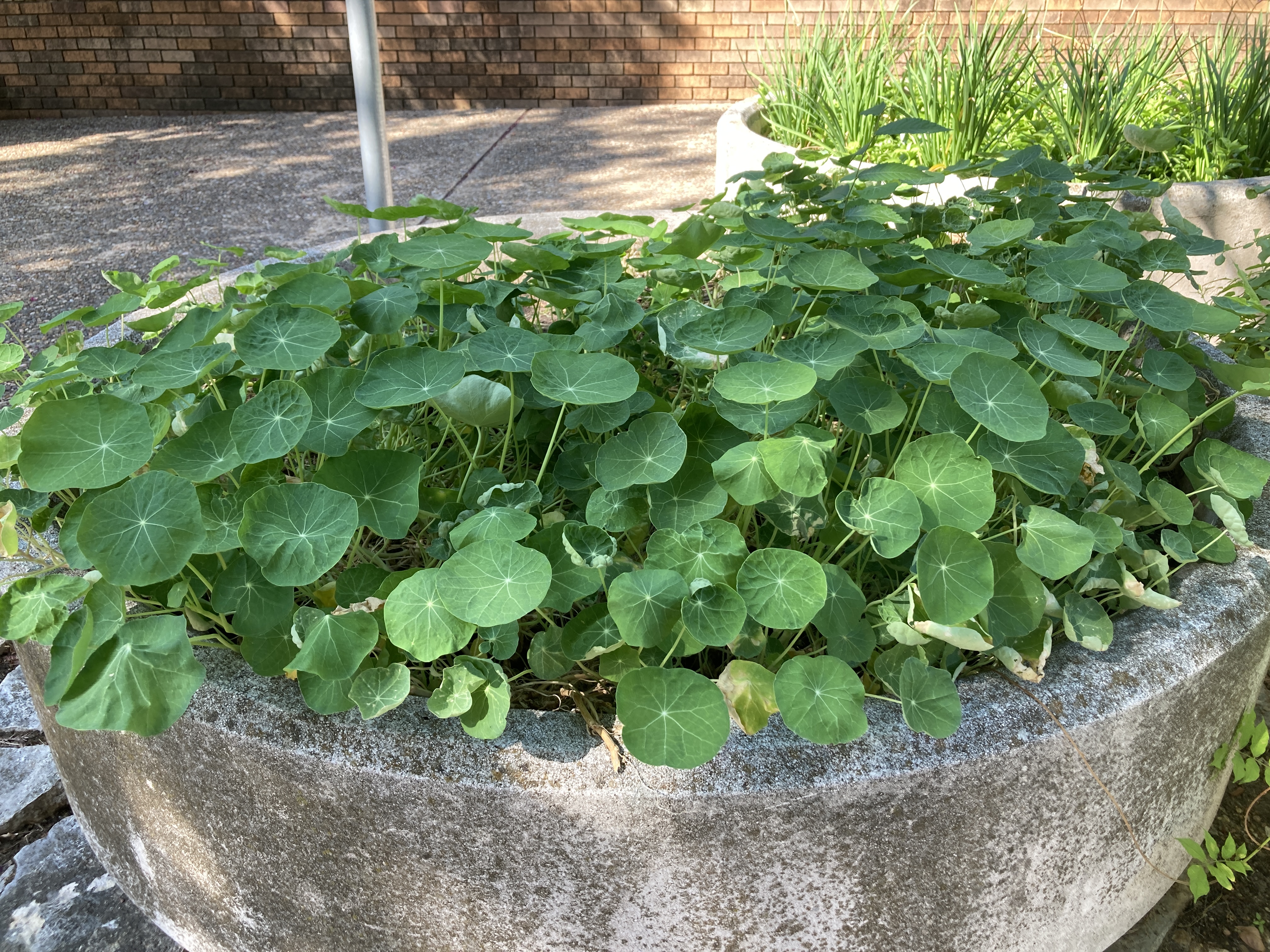 A picture of Garden Nasturtium